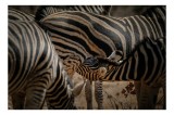 Tablou Canvas, "Zebre &icirc;n armonie naturală", Nu știu cine sunt persoanele din imagine., 39 x 26 cm, CMCLASS