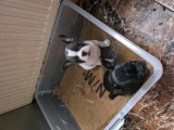 Vănd cătelusi băiat si fată rasă Buldog Francez
