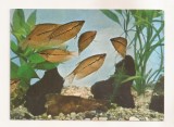 RF162 - Carte Postala - Acvariul Constanta. Trichogaster Lerri, necirculata