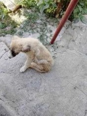 OFER GRATUIT CAȚEL CIOBĂNESC MIORITIC vi L ADUC ACASĂ