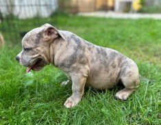American Bully Pocket foto