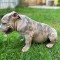 American Bully Pocket
