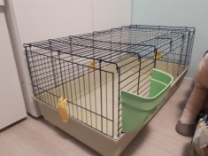 Cusca iepuri foto