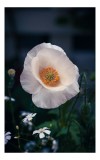 Tablou Canvas, "Petale delicate sub lumina dimineții", Floare, Delicatețe, Petale, Alb, Natură, Frumusețe, Grădină, Contrast, Prim-plan, Botanică, 26