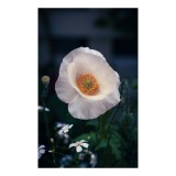 Tablou Canvas, "Petale delicate sub lumina dimineții", Floare, Delicatețe, Petale, Alb, Natură, Frumusețe, Grădină, Contrast, Prim-plan, Botanică, 26