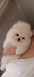 Pomeranian Alb