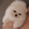 Pomeranian rasa pura