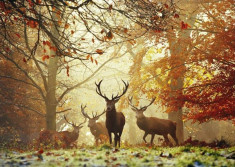 Puzzle Heye - Alex Saberi: Magic Forests Stags 1.000 piese foto