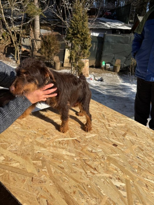 Vand catei jack terrier