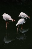 Tablou Canvas, "Flamingo grațioase &icirc;n apă &icirc;ntunecată", Flamingo, Reflecții, Eleganță, Echilibru, Tranquilitate, Grație, 26 x 39 cm, CMCLASS
