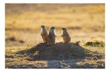 Tablou Canvas, "Suricatele veghează de pe movilă", Suricate, Deal, Apus, Veghe, Natură, Căldură, Serenitate, Pază, Peisaj, 39 x 26 cm, CMCLASS