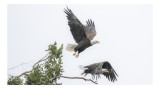 Tablou Canvas, "Aquila libertății &icirc;n zbor &icirc;nalt", Vultur, Zbor, Aripi, Cer, Copac, Libertate, Natura, Putere., 39 x 26 cm, CMCLASS