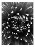 Tablou Canvas, "Simfonia umbrelor florale &icirc;n alb-negru", Floare, Alb, Negru, Petale, Spirală, Textură, Contrast, Fantezie, Delicatețe, 26 x 39 cm, CMC