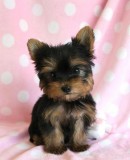 Yorkshire Terrier