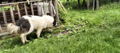 Ciobanesc de Bucovina foto