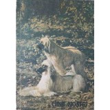 CAINII NOSTRI. BULETIN DOCUMENTAR NR.2/1989-COLECTIV-260117