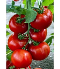 Tomate Zadurella F1 250 seminte foto