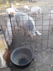 Porci de vanzare 11 lei /kg sau carne de porc foto