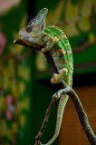 Tablou Canvas Cameleon pe Ramură Verde - Artă Naturală și Transformare, 26 x 39 cm, CMCLASS