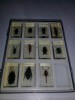 INSECTE,Scorpioni,100% REAL, conservat in rasina, din colectia De Agostini,T.GRA