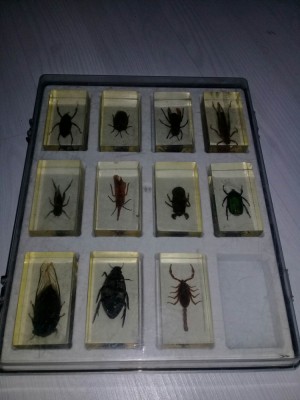 INSECTE,Scorpioni,100% REAL, conservat in rasina, din colectia De Agostini,T.GRA foto