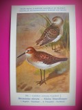 HOPCT 6289 CALIDRIS MINUTA -PASARI DE APA -FAUNA EUROPA-CP CHROMO LITHO -MUZEUL REGAL STIINTE NATURALE BELGIA-NECIRCULATA, Printata