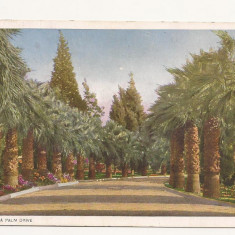 FA10 - Carte Postala- SUA - A California Palm Drive, necirculata