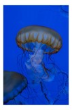 Tablou Canvas, "Dansul grațios al meduzelor aurii", Meduză, Albastru, Tentacule, Grație, Ocean, Lumină, 26 x 39 cm, CMCLASS