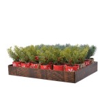 Cumpara ieftin Decoratiune - Pine Spray Frost In Pot - mai multe modele | Kaemingk