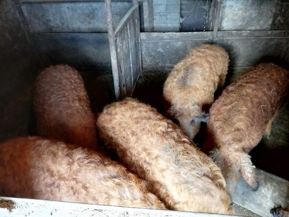 Vand porci Mangalita | arhiva Okazii.ro