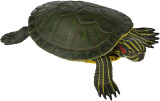 Figurina - Red-Eared Slider Turtle | Safari