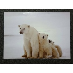 Antarctica 2016 - vedere necirculata