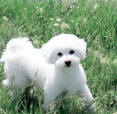 Bichon Maltez pt. M.onta