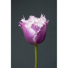 Lalele Tulipa, Cummins, Violet, 12/+, 1 Bulb