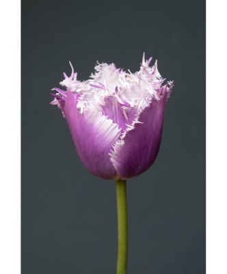 Lalele Tulipa, Cummins, Violet, 12/+, 1 Bulb foto