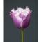 Lalele Tulipa, Cummins, Violet, 12/+, 1 Bulb