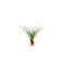 Planta aeriană Tillandsia Melanocrater green - Mare
