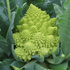 Seminte de brocolli ROMANESCO BIG HEAD , cap mare 20 seminte foto