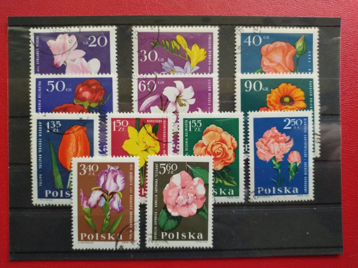 POLONIA 5
