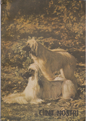 AS - CIINII NOSTRI BULETIN DOCUMENTAR NR. 2/1989 foto