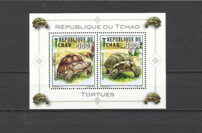 CHAD 2012 FAUNA TESTOASE foto