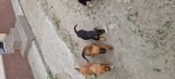 V&acirc;nd pui Jagdterrier