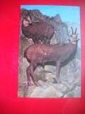 HOPCT 14880 CAPRA NEAGRA- RUPICAPRA / RUPICAPRA CARPATICA - -FAUNA - -NECIRCULATA