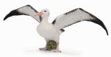 Figurina albatros ratacitor l collecta