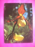 HOPCT 14631 FLORI PAPUCUL DOAMNEI- CYPRIPEDIUM CACEOLUS --NECIRCULATA