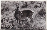 Bnk cp Fauna - caprior - circulata, Olanda, Printata