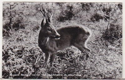 bnk cp Fauna - caprior - circulata foto