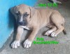 Pui Amstaff fetita, Pedigree