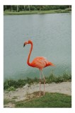 Tablou Canvas, "Flamingo pe malul lacului liniștit", Flamingo, Roz, Grațios, Apă, Verdeață, Cer, Eleganță, Natură, 26 x 39 cm, CMCLASS