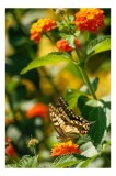 Tablou Canvas, "Fluture grațios pe flori portocalii", Fluture, Aripi, Floare, Portocaliu, Verde, Vreme, Soare, Natura, Frumusete, Gratie, 26 x 39 cm,